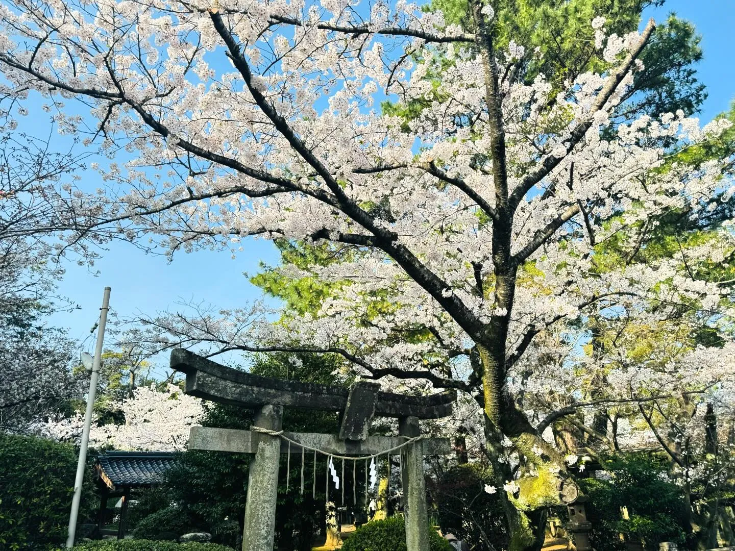 長門まで引取に行った際サクラが綺麗だったのでお写真撮らせて貰...